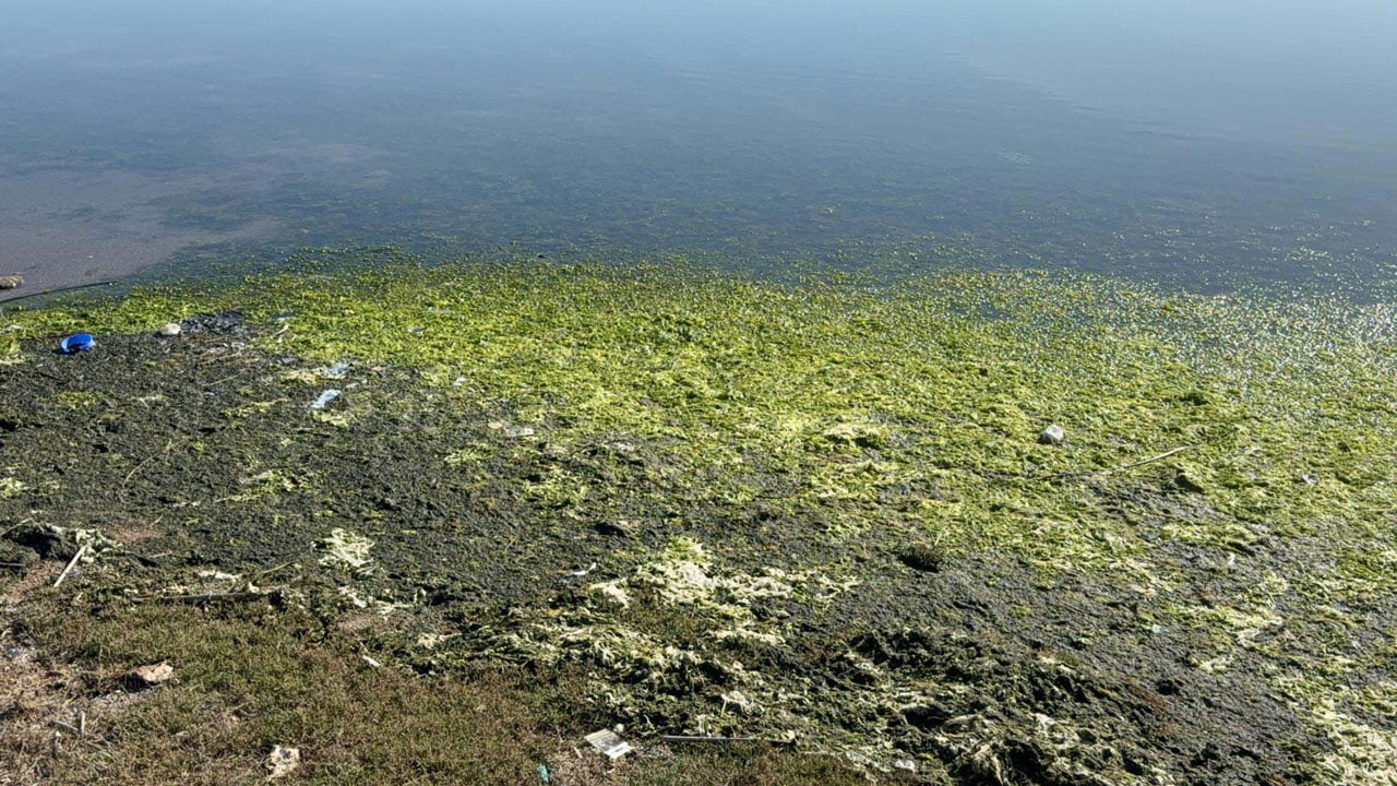 Foto - Gölün yüzeyi tamamen kaplandı! Flamingoların cenneti alarm veriyor