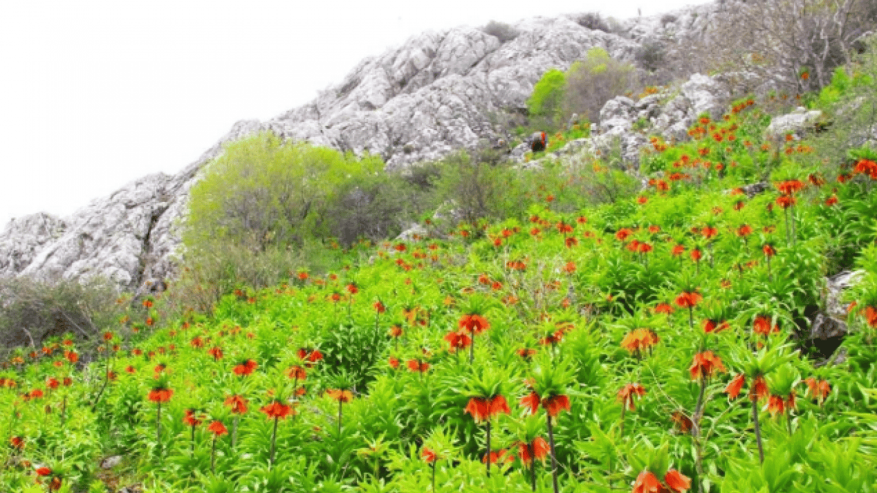 Foto - Gördüğünüz an uzaklaşın! Bu çiçeğe zarar vermenin cezası şoke etti