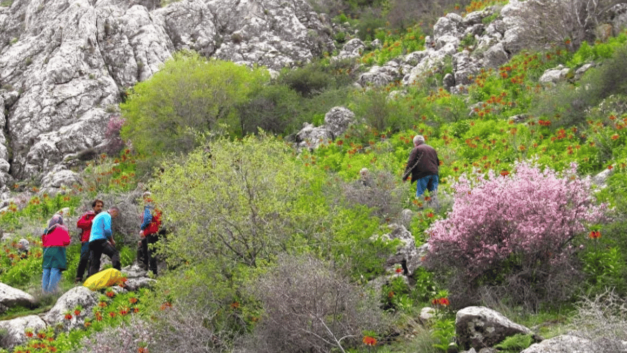Foto - Gördüğünüz an uzaklaşın! Bu çiçeğe zarar vermenin cezası şoke etti