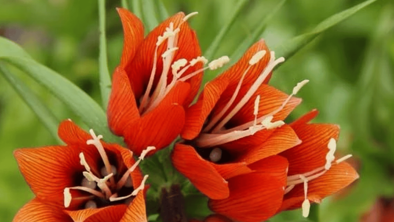 Foto - Gördüğünüz an uzaklaşın! Bu çiçeğe zarar vermenin cezası şoke etti