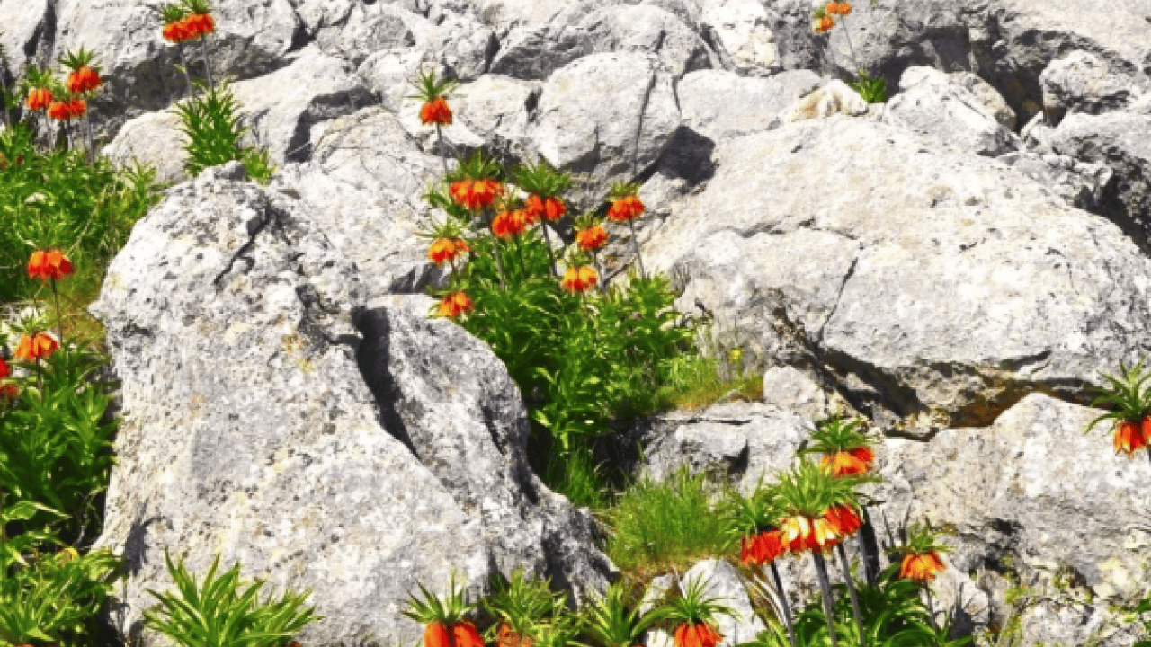 Foto - Gördüğünüz an uzaklaşın! Bu çiçeğe zarar vermenin cezası şoke etti