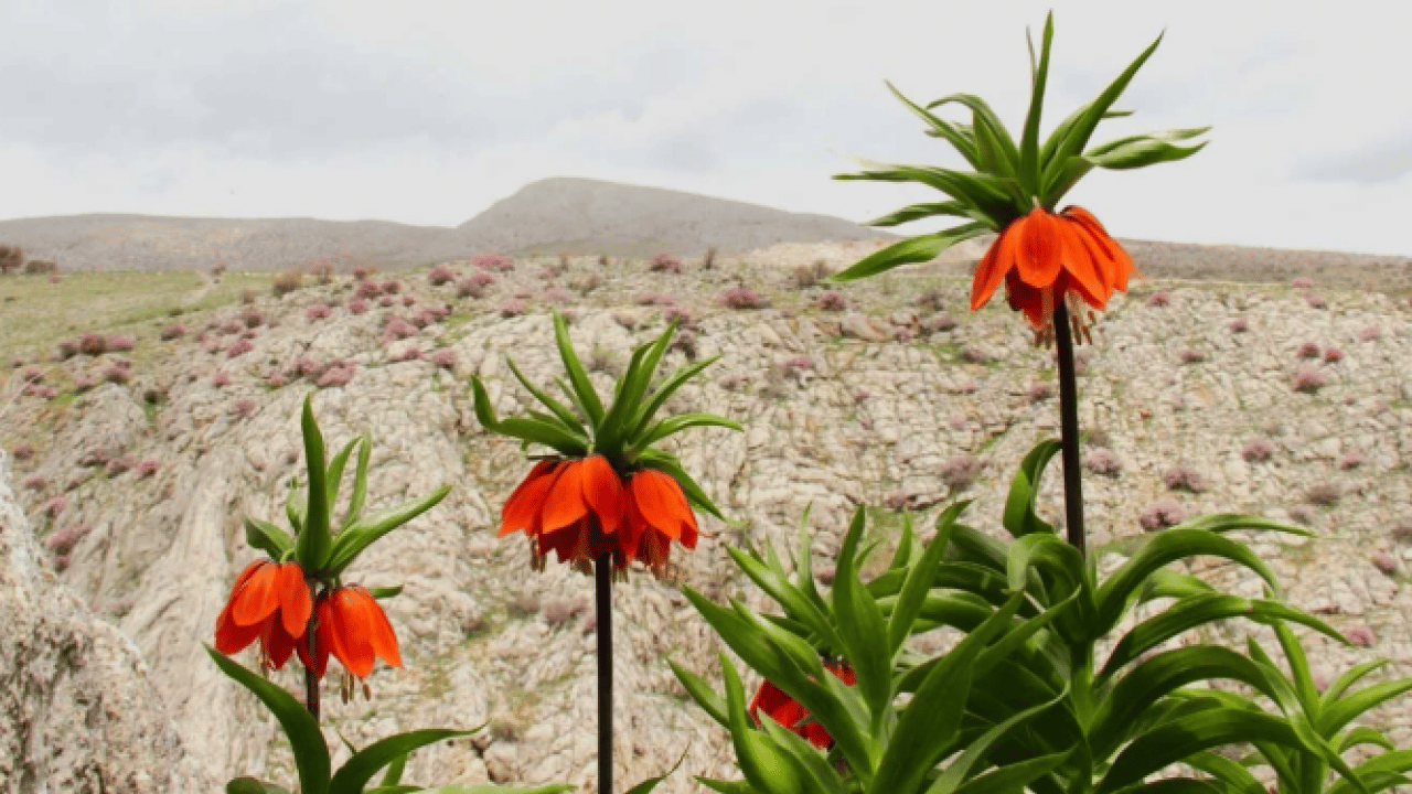 Gördüğünüz an uzaklaşın! Bu çiçeğe zarar vermenin cezası şoke etti