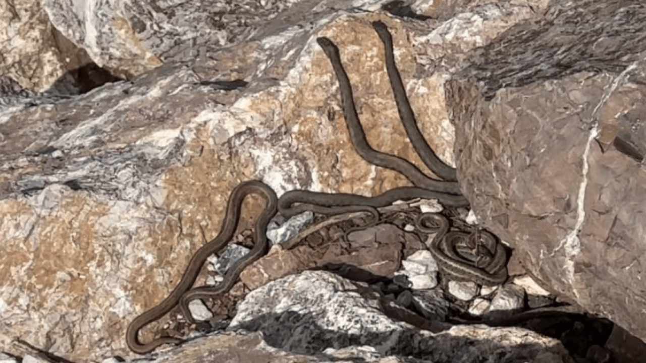 Görenler Brezilya sandı, ama... Bu görüntüler Hakkari'de çekildi