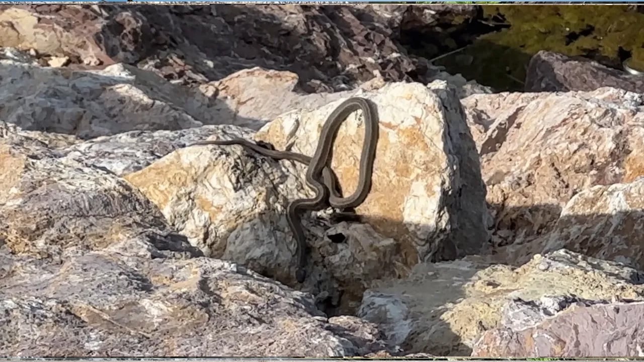 Foto - Görenler Brezilya 'Yılan Adası' zannediyor: İlk kez görenleri hayretler içerisinde bırakıyor