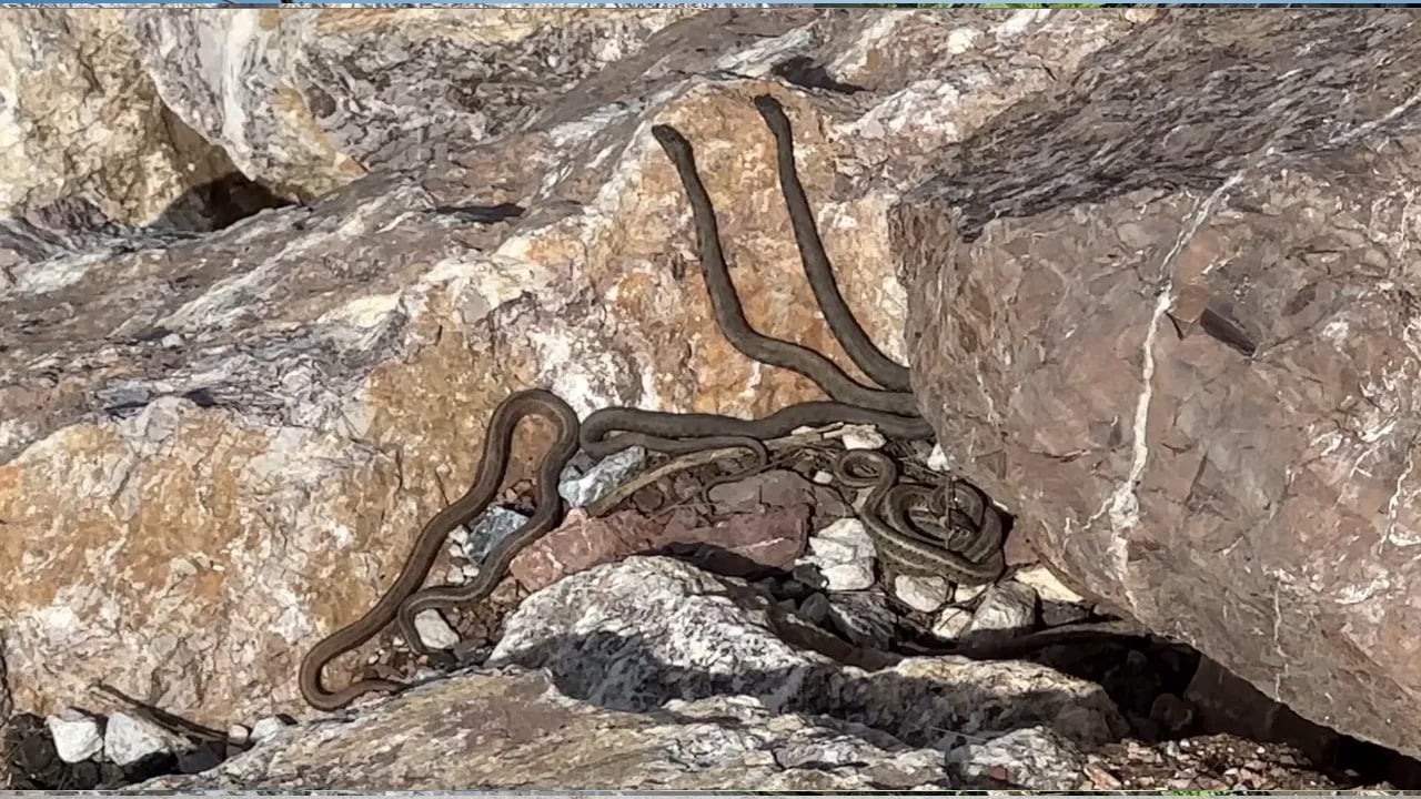 Foto - Görenler Brezilya 'Yılan Adası' zannediyor: İlk kez görenleri hayretler içerisinde bırakıyor