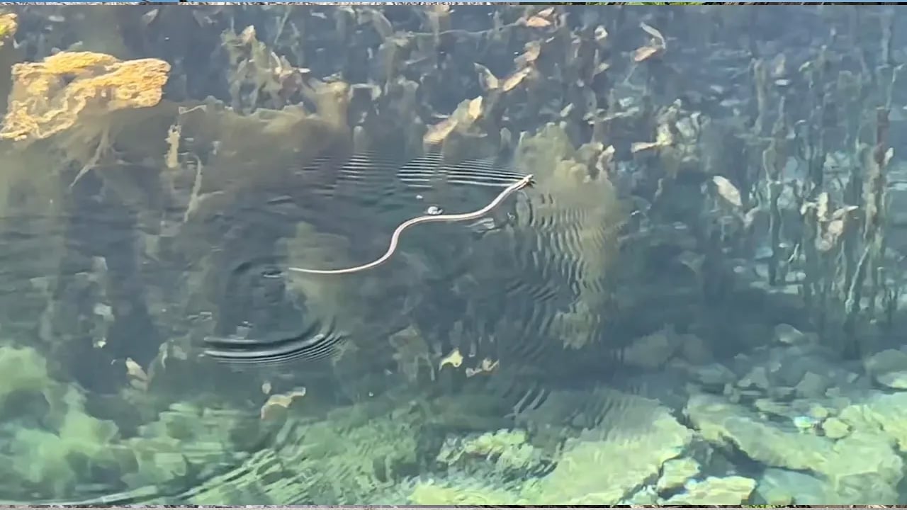 Foto - Görenler Brezilya 'Yılan Adası' zannediyor: İlk kez görenleri hayretler içerisinde bırakıyor