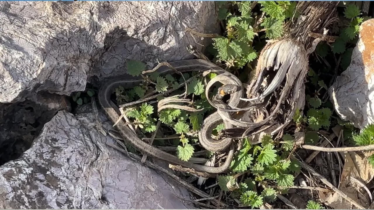 Foto - Görenler Brezilya 'Yılan Adası' zannediyor: İlk kez görenleri hayretler içerisinde bırakıyor