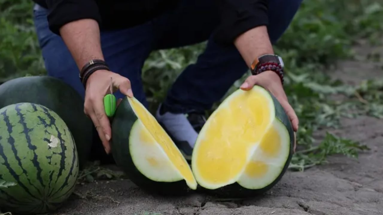 Görenler dönüp bir daha bakıyor: Dışı yeşil içi sarı!