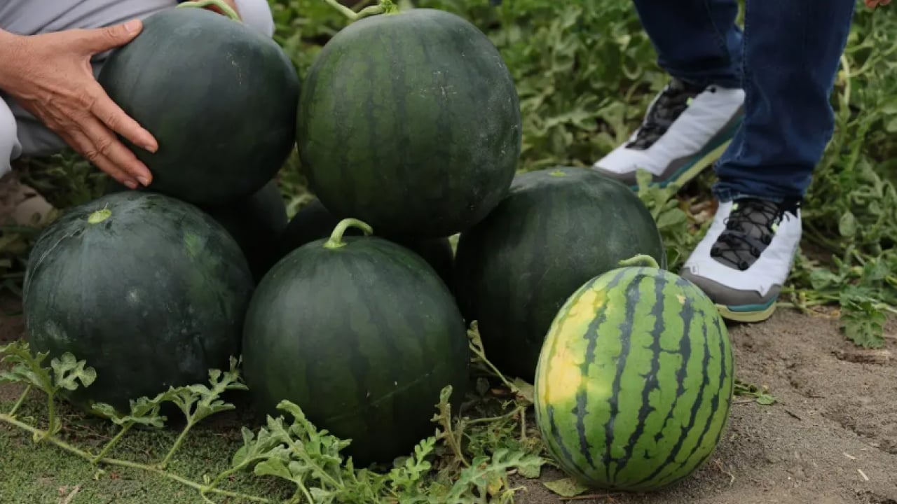 Foto - Görenler dönüp bir daha bakıyor: Dışı yeşil içi sarı!