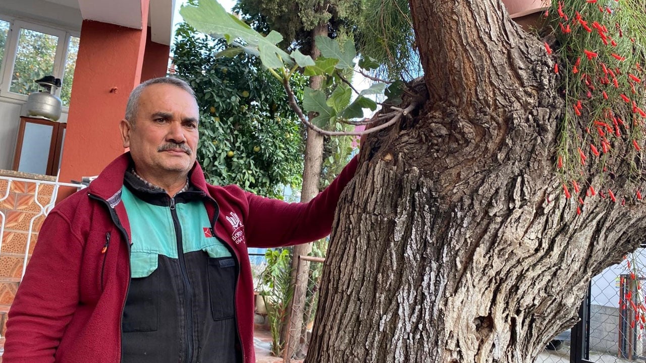 Foto - Görenler gözlerine inanamıyor! Dut ağacının gövdesinden incir çıktı