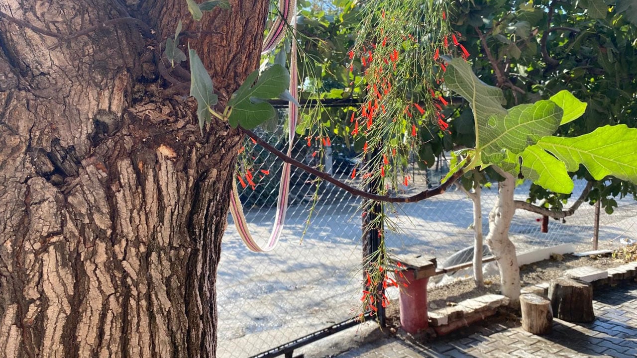 Foto - Görenler gözlerine inanamıyor! Dut ağacının gövdesinden incir çıktı