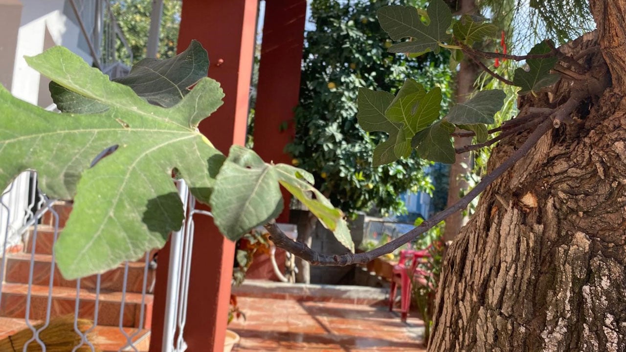 Foto - Görenler gözlerine inanamıyor! Dut ağacının gövdesinden incir çıktı