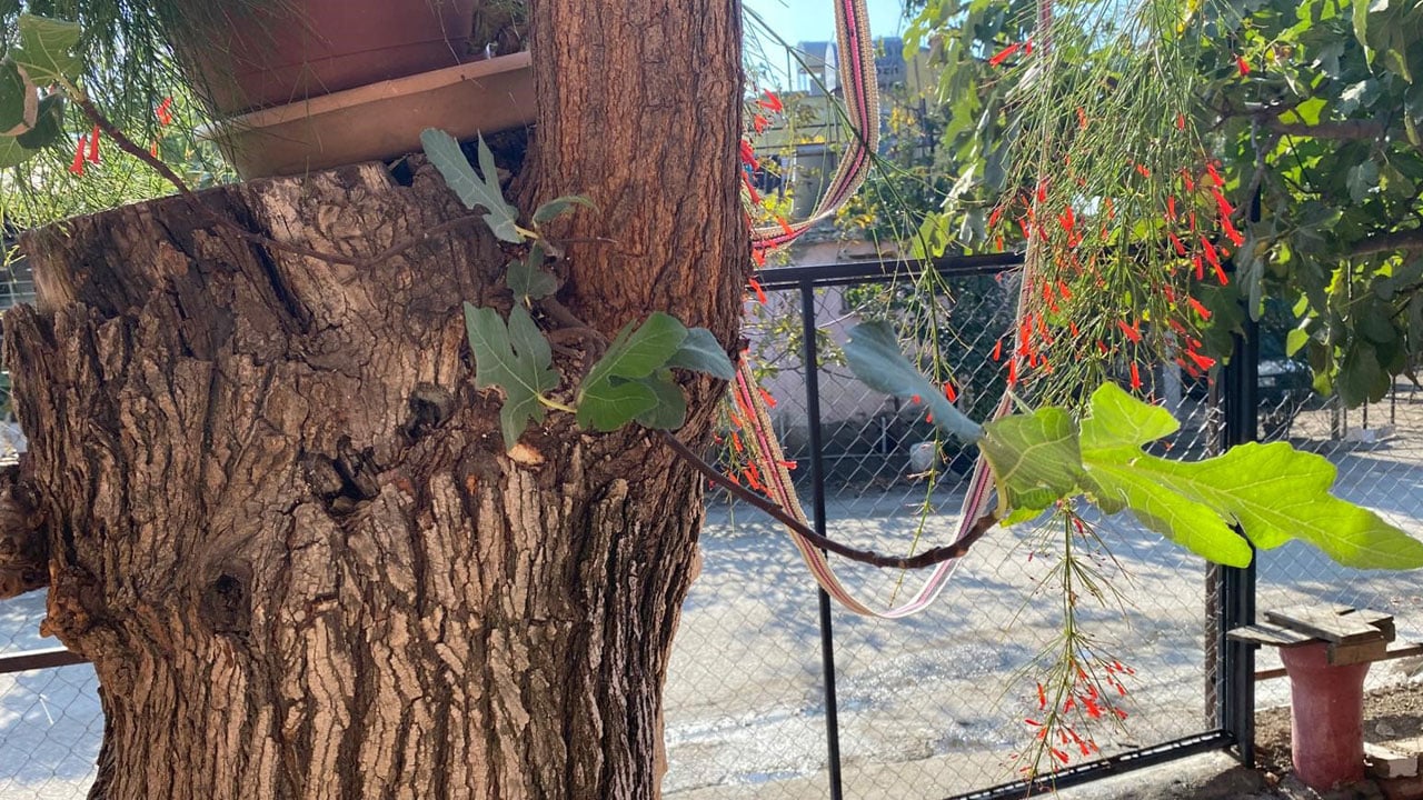 Foto - Görenler gözlerine inanamıyor! Dut ağacının gövdesinden incir çıktı