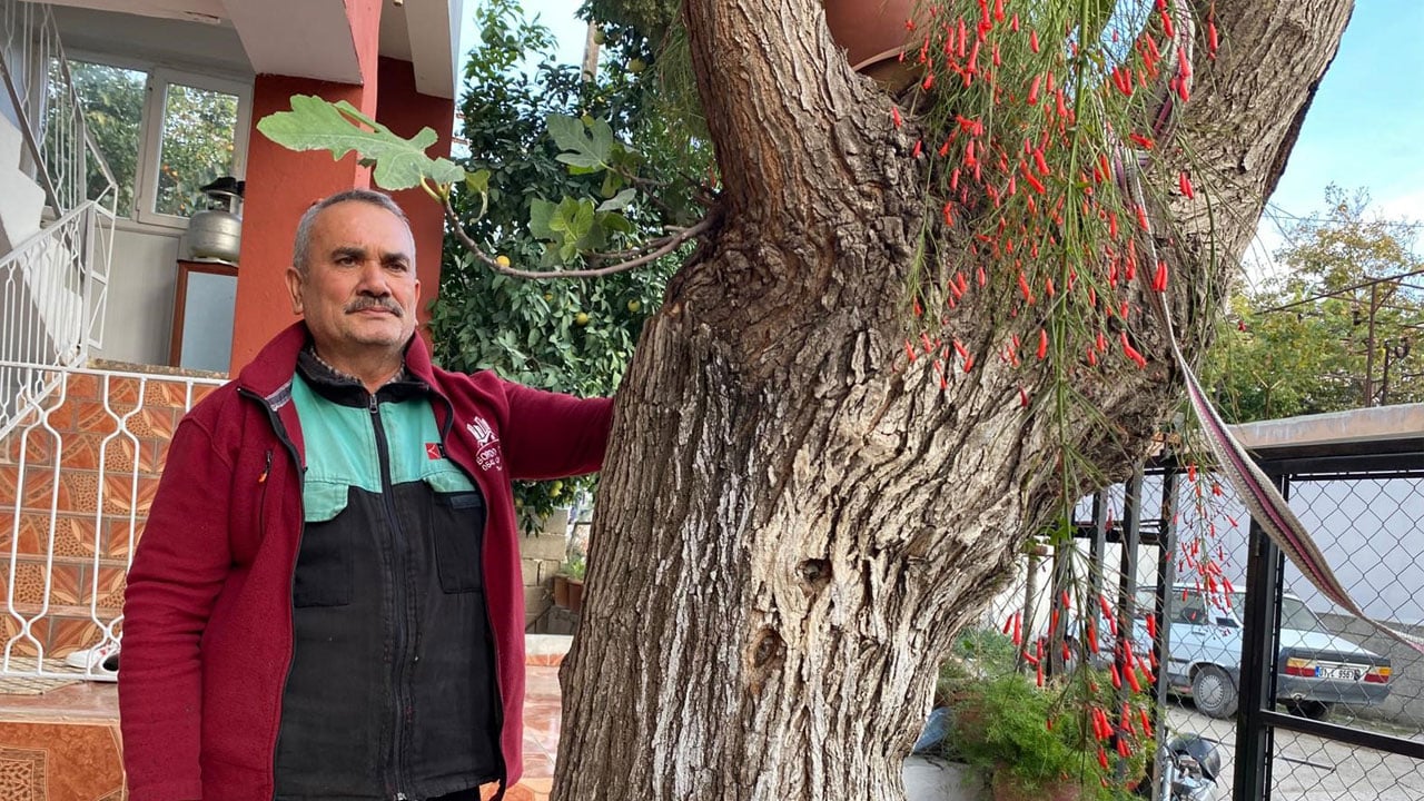 Görenler gözlerine inanamıyor! Dut ağacının gövdesinden incir çıktı