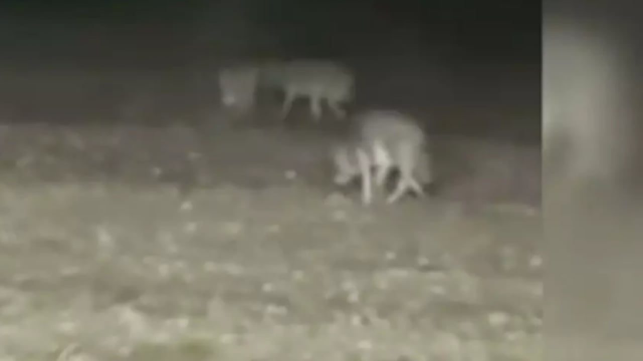 Foto - Görenler hemen telefonu çıkardı: Ankara'da hayrete düşüren manzara!