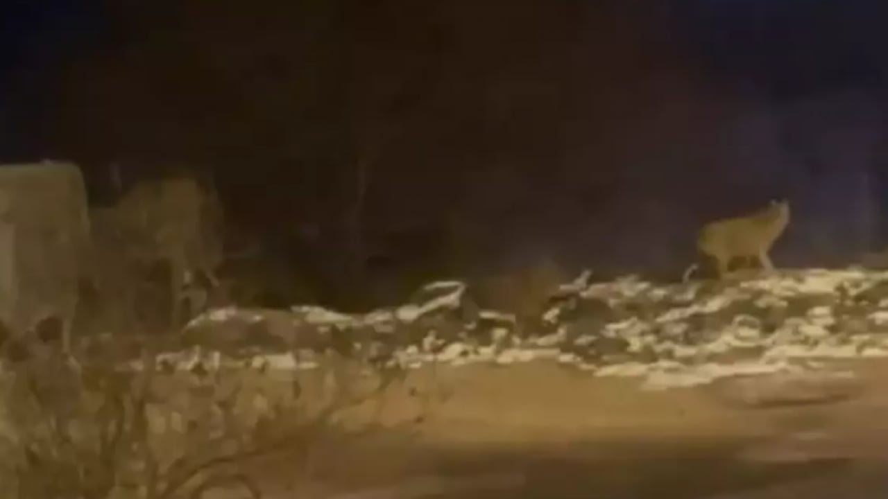 Foto - Görenler hemen telefonu çıkardı: Ankara'da hayrete düşüren manzara!