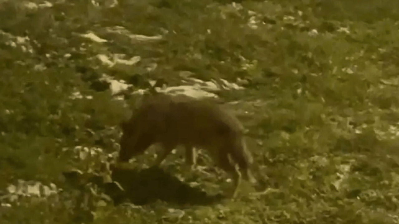 Görenler hemen telefonu çıkardı: Ankara'da hayrete düşüren manzara!