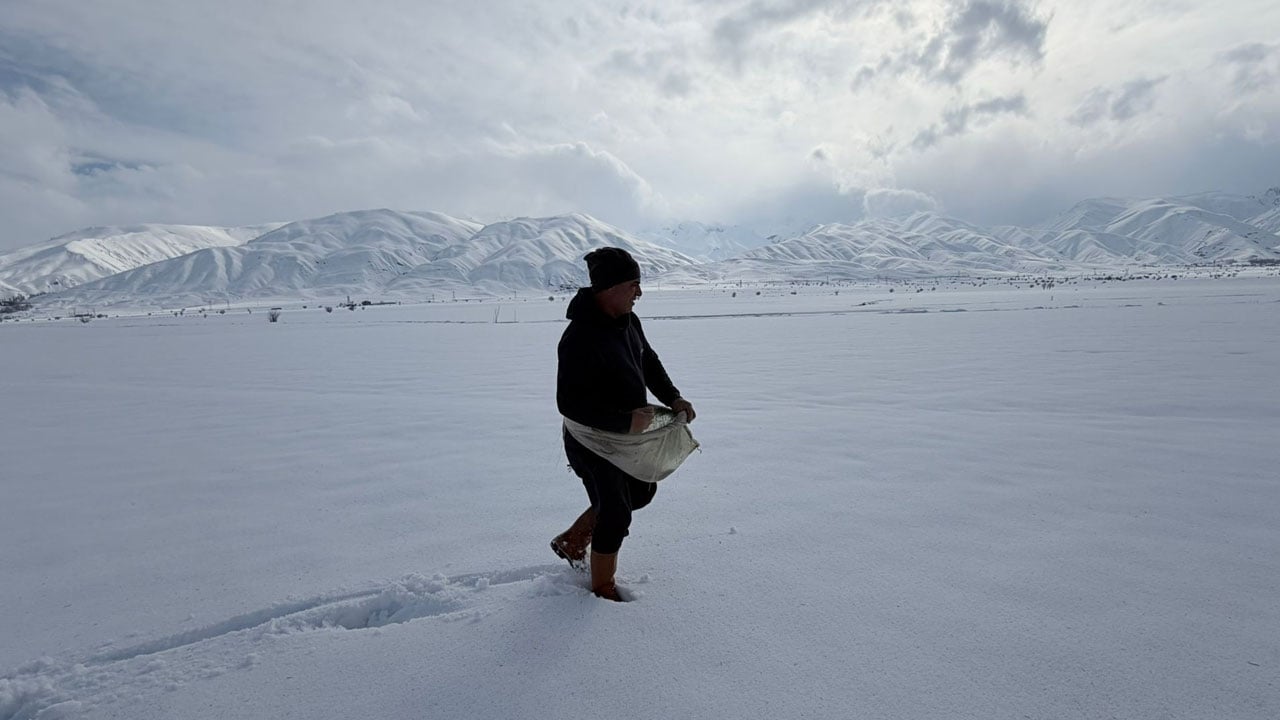 Foto - Görenler inanmakta zorlandı! Karla kaplı tarlaya ekim yaptı