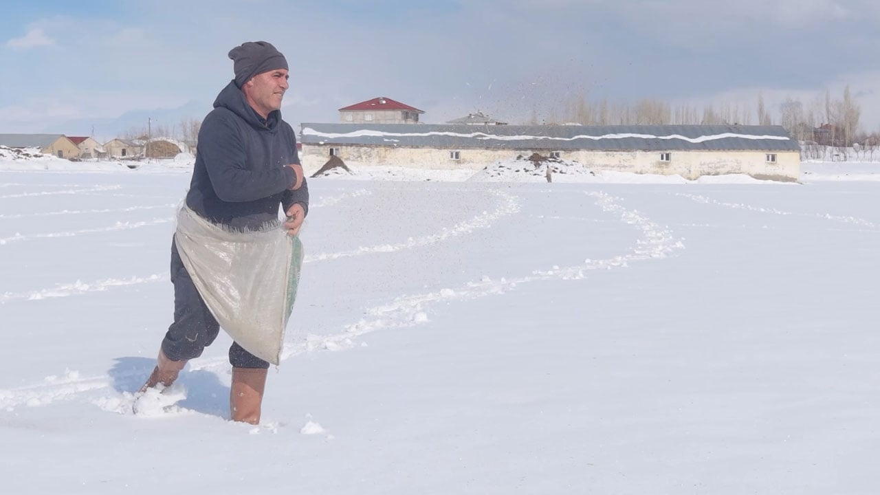 Foto - Görenler inanmakta zorlandı! Karla kaplı tarlaya ekim yaptı