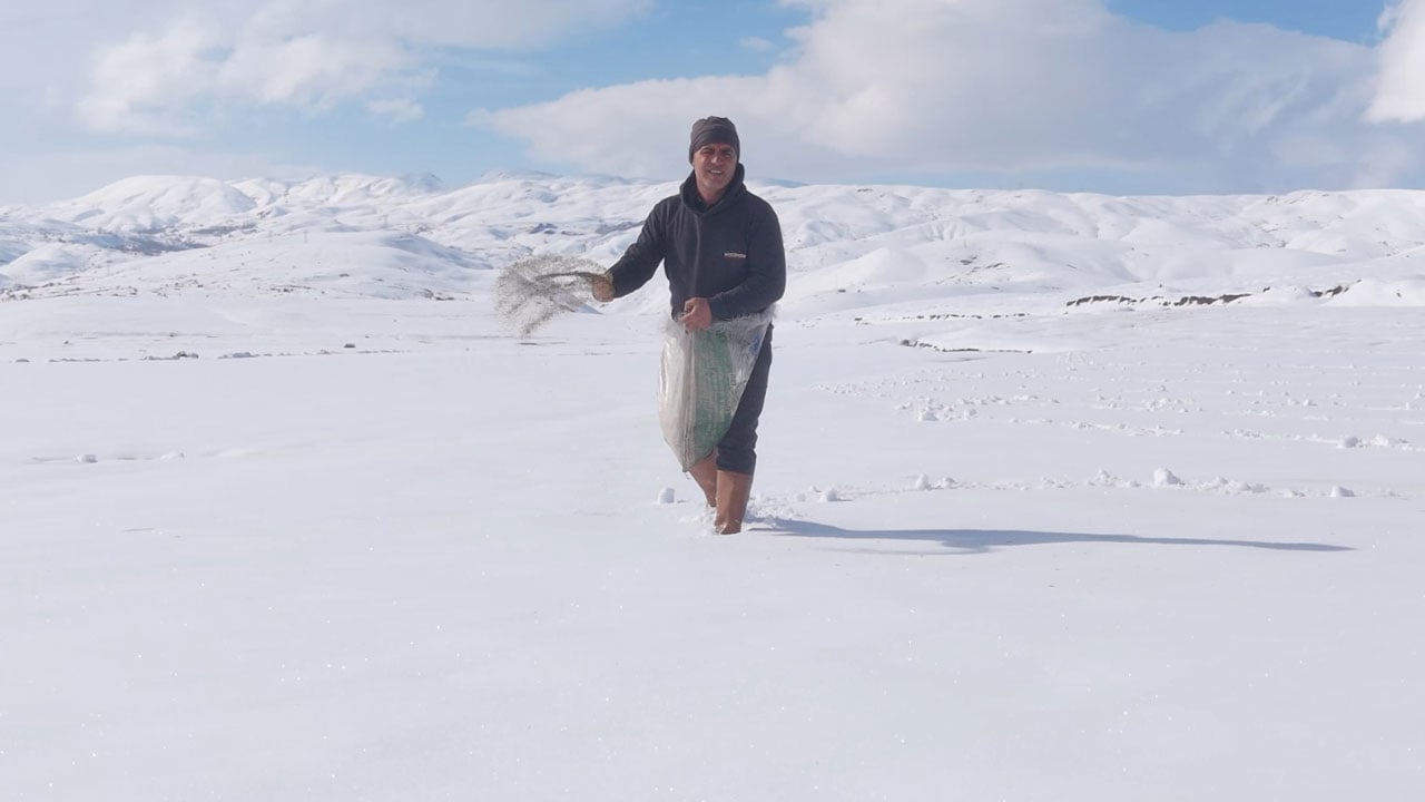 Görenler inanmakta zorlandı! Karla kaplı tarlaya ekim yaptı