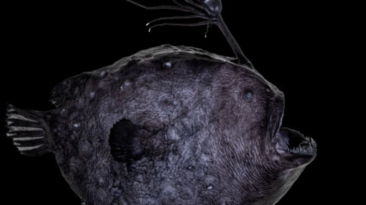 Foto - Görenler korku dolu gözlerle baktı! 100 metre derinlikten gelen gizemli balık