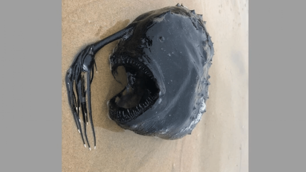 Foto - Görenler korku dolu gözlerle baktı! 100 metre derinlikten gelen gizemli balık