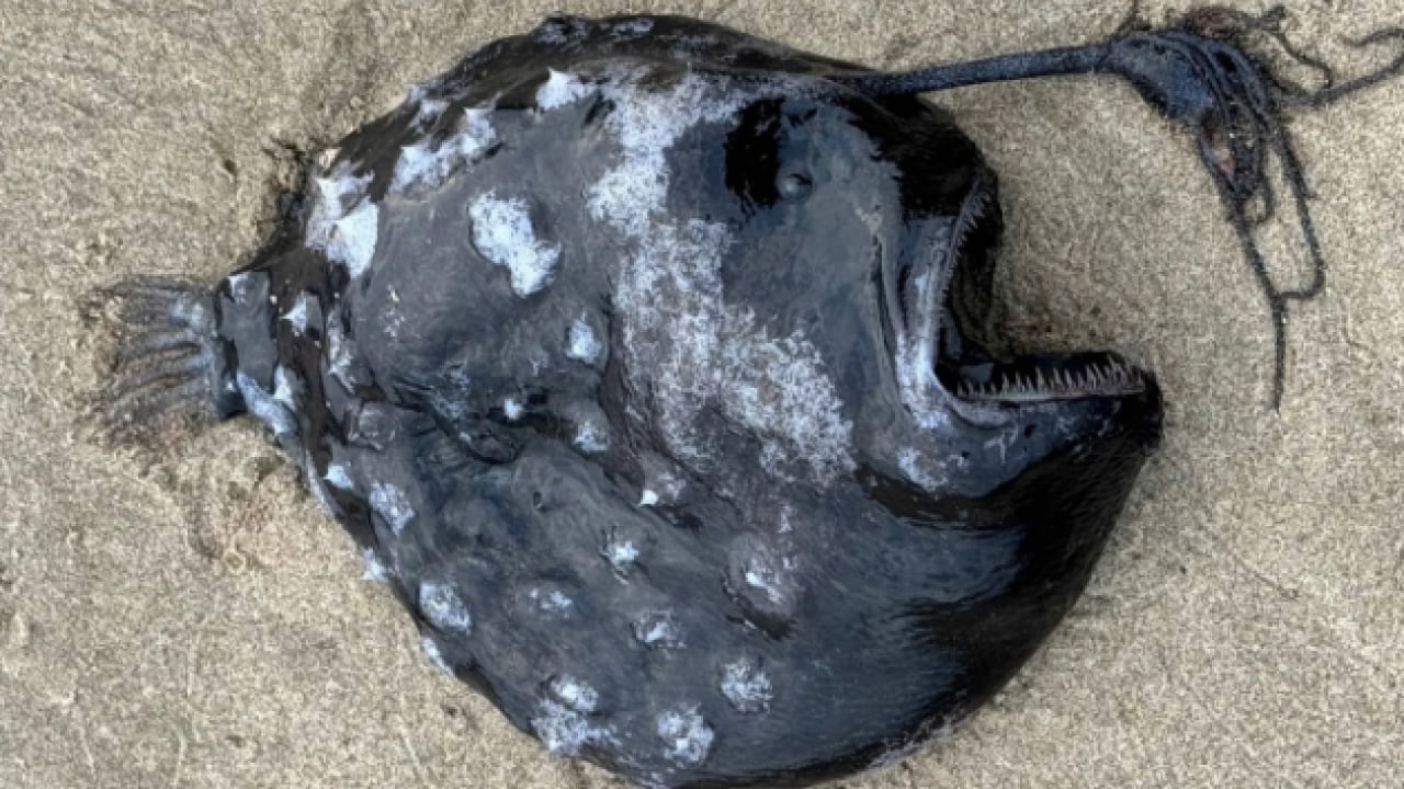 Foto - Görenler korku dolu gözlerle baktı! 100 metre derinlikten gelen gizemli balık