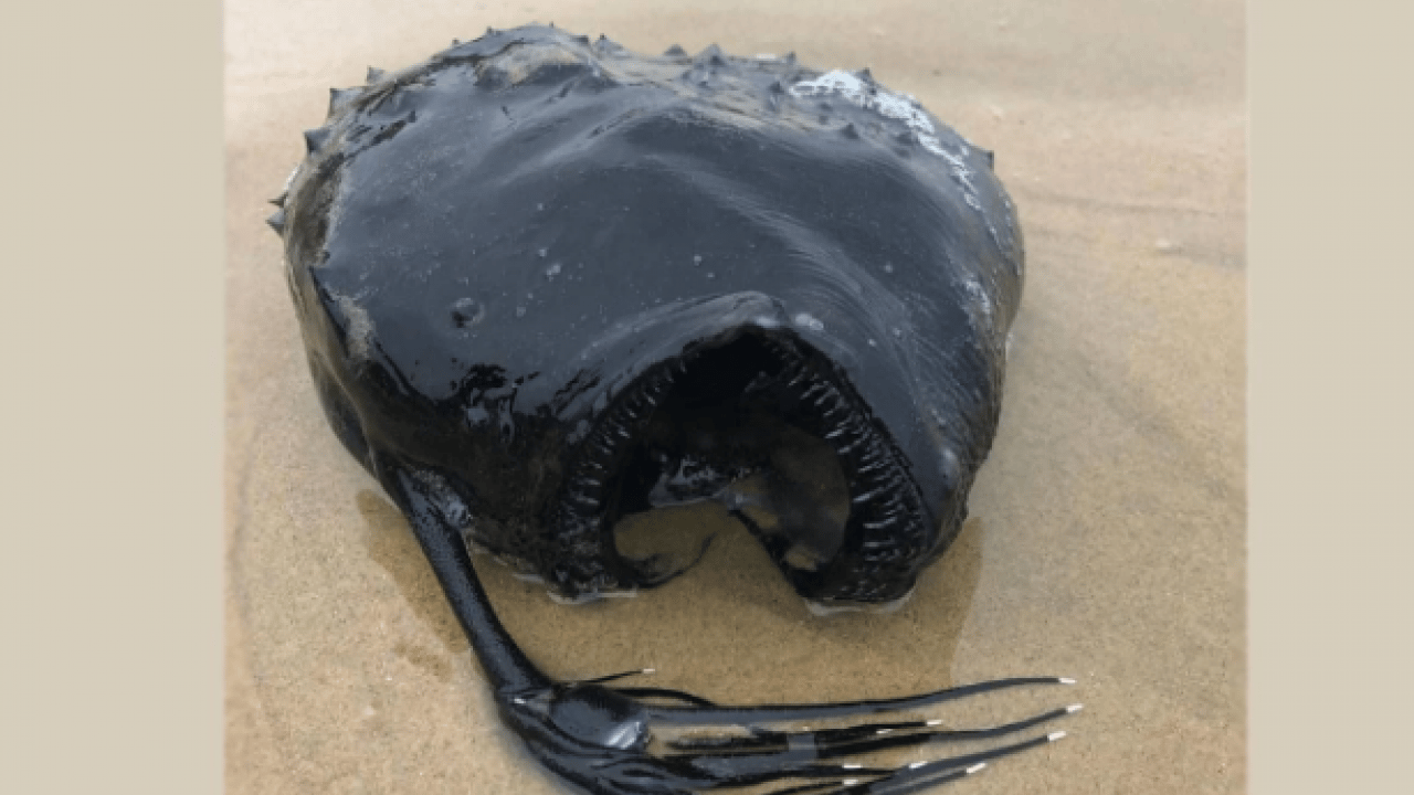 Foto - Görenler korku dolu gözlerle baktı! 100 metre derinlikten gelen gizemli balık