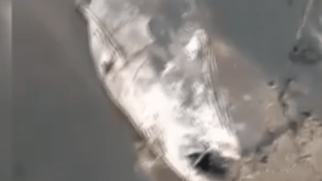 Foto - Görenler şaştı kaldı! Su seviyesi düşen Boğazköy Barajı'nda dev yayın balıkları ilçeyi ayağa kaldırdı! İnegöl'de gelişme