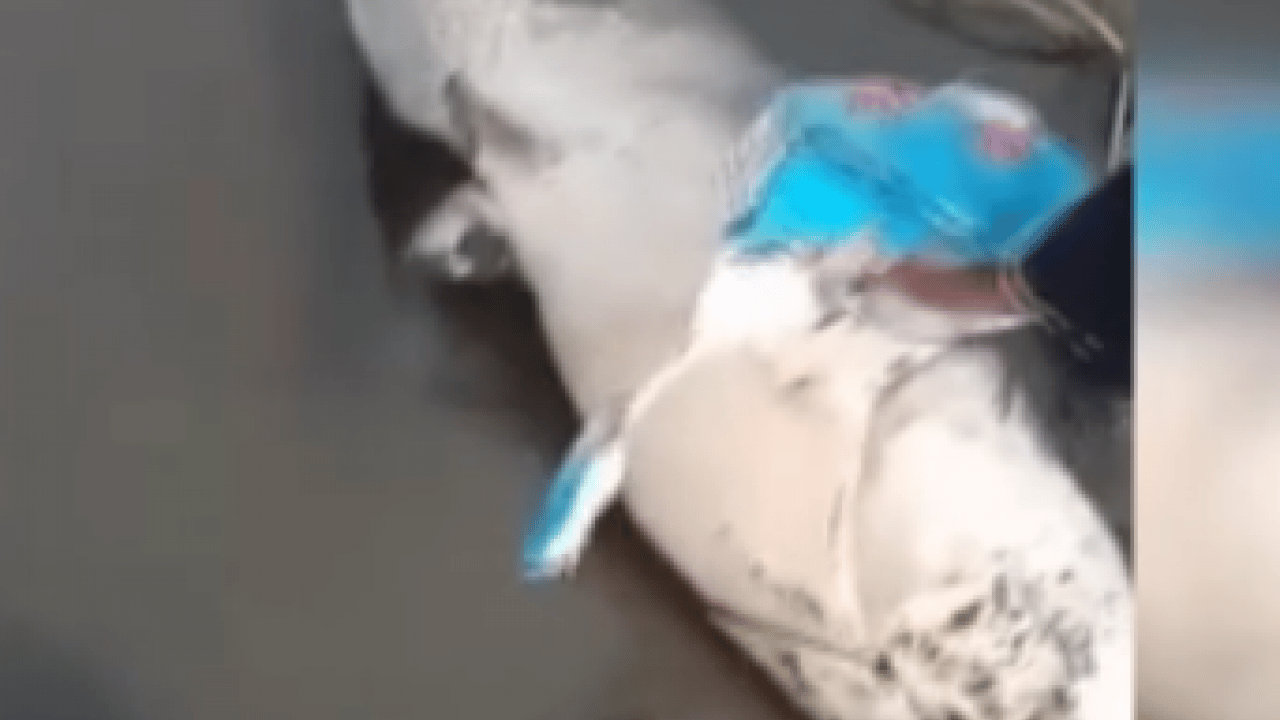 Foto - Görenler şaştı kaldı! Su seviyesi düşen Boğazköy Barajı'nda dev yayın balıkları ilçeyi ayağa kaldırdı! İnegöl'de gelişme