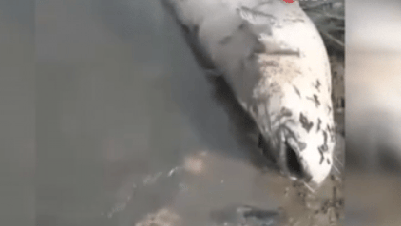 Foto - Görenler şaştı kaldı! Su seviyesi düşen Boğazköy Barajı'nda dev yayın balıkları ilçeyi ayağa kaldırdı! İnegöl'de gelişme