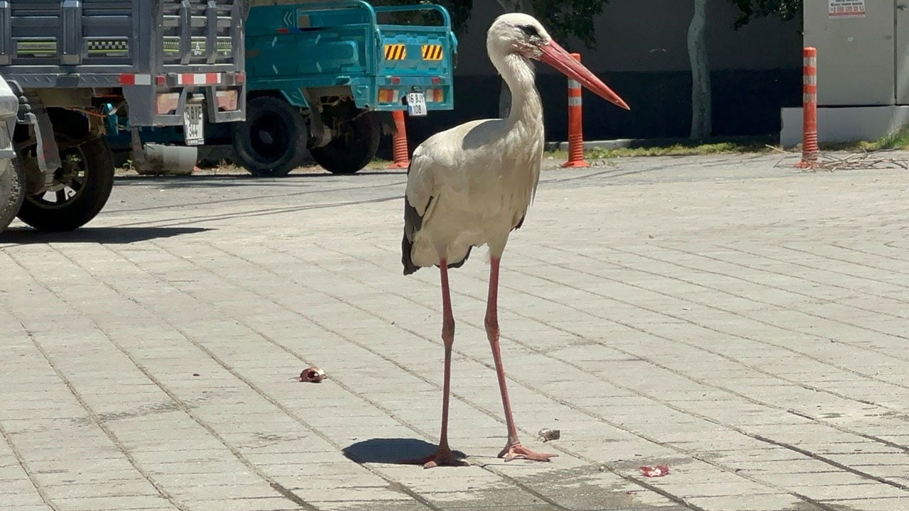 Foto - Görenler Yaren sanıyor ama... Kayıkta değil kahvehane önünde buluşuyorlar