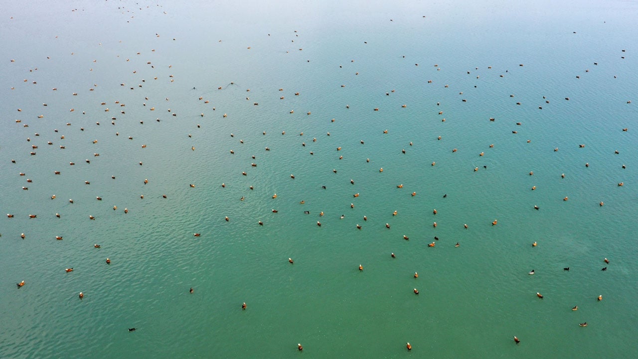 Foto - Görsel şölen! Cip Baraj Gölü binlerce göçmen kuşa yuva oldu