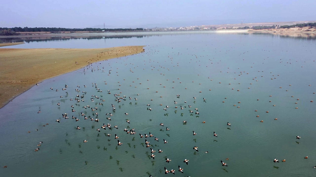 Foto - Görsel şölen! Cip Baraj Gölü binlerce göçmen kuşa yuva oldu