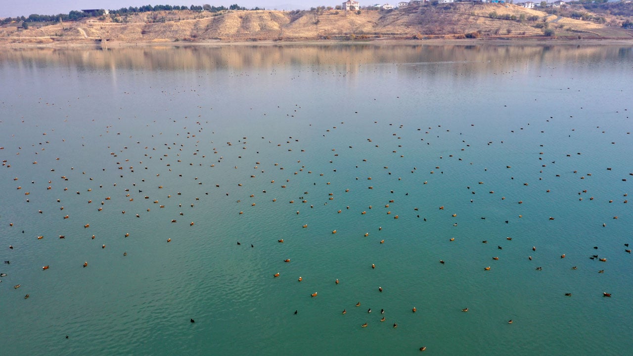 Foto - Görsel şölen! Cip Baraj Gölü binlerce göçmen kuşa yuva oldu