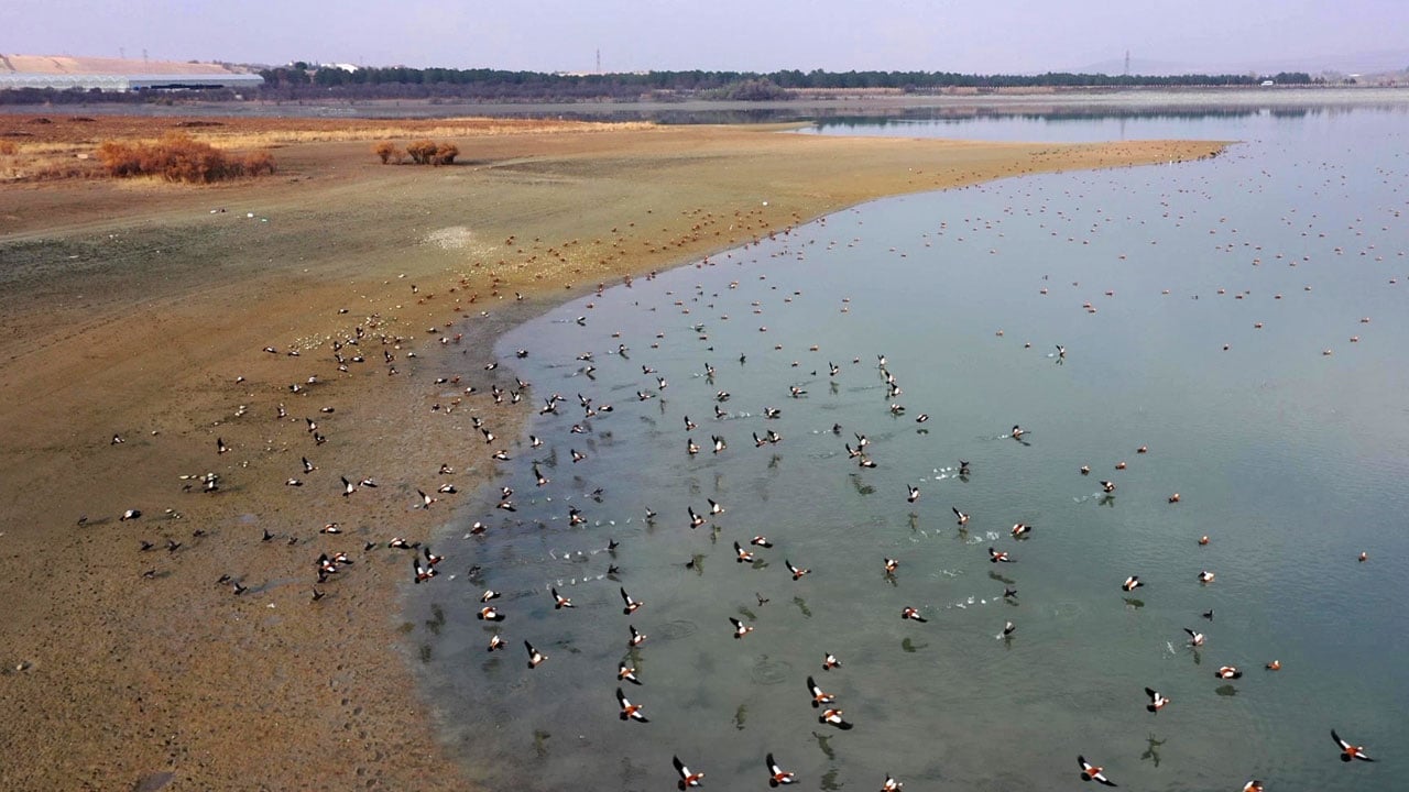Foto - Görsel şölen! Cip Baraj Gölü binlerce göçmen kuşa yuva oldu