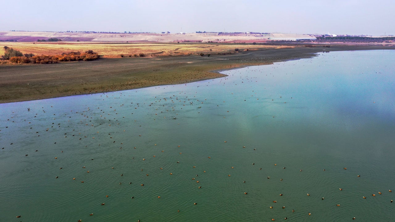 Foto - Görsel şölen! Cip Baraj Gölü binlerce göçmen kuşa yuva oldu