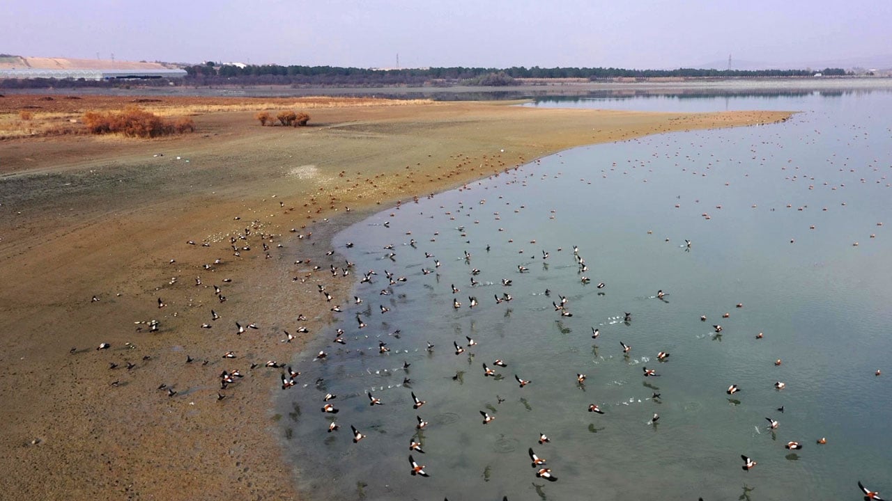 Görsel şölen! Cip Baraj Gölü binlerce göçmen kuşa yuva oldu