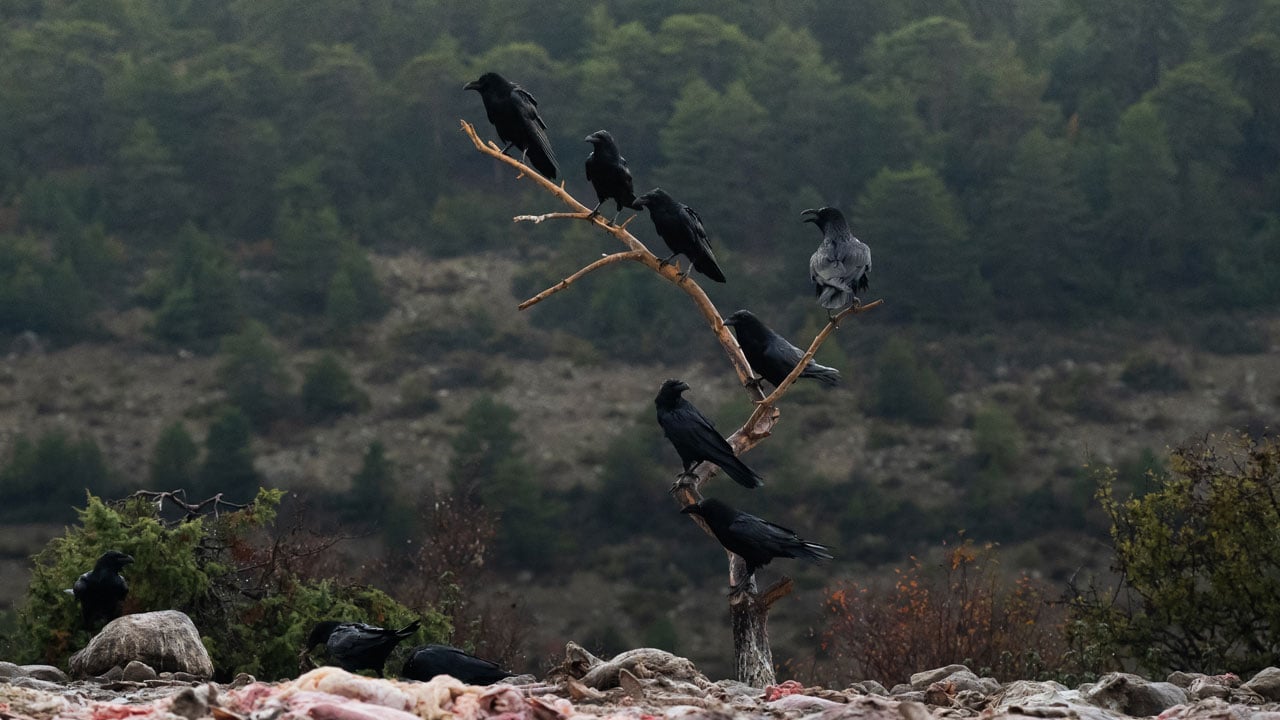 Foto - Görüntüler nefes kesiyor! Leşlerle dolu bu istasyona fotoğrafçılar akın ediyor