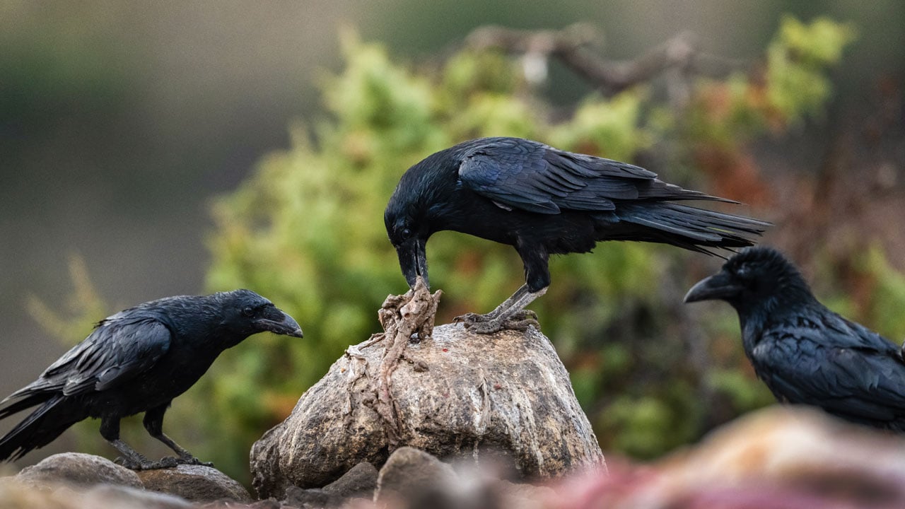 Foto - Görüntüler nefes kesiyor! Leşlerle dolu bu istasyona fotoğrafçılar akın ediyor