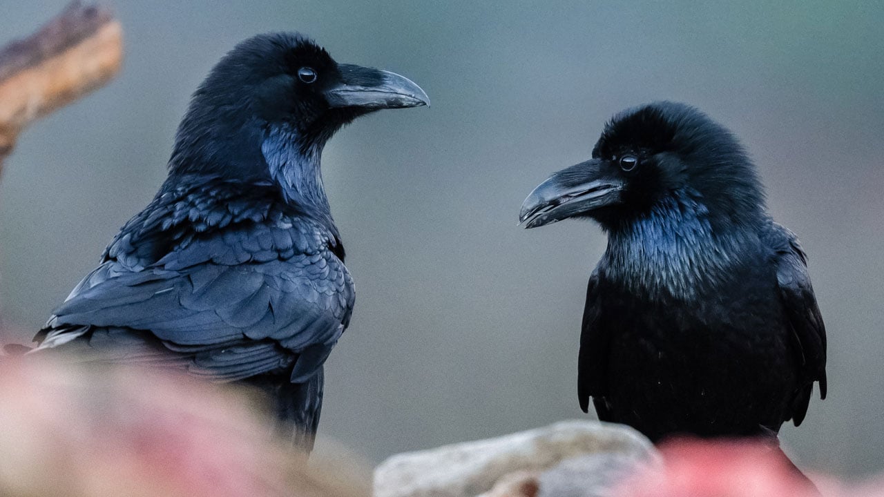 Foto - Görüntüler nefes kesiyor! Leşlerle dolu bu istasyona fotoğrafçılar akın ediyor