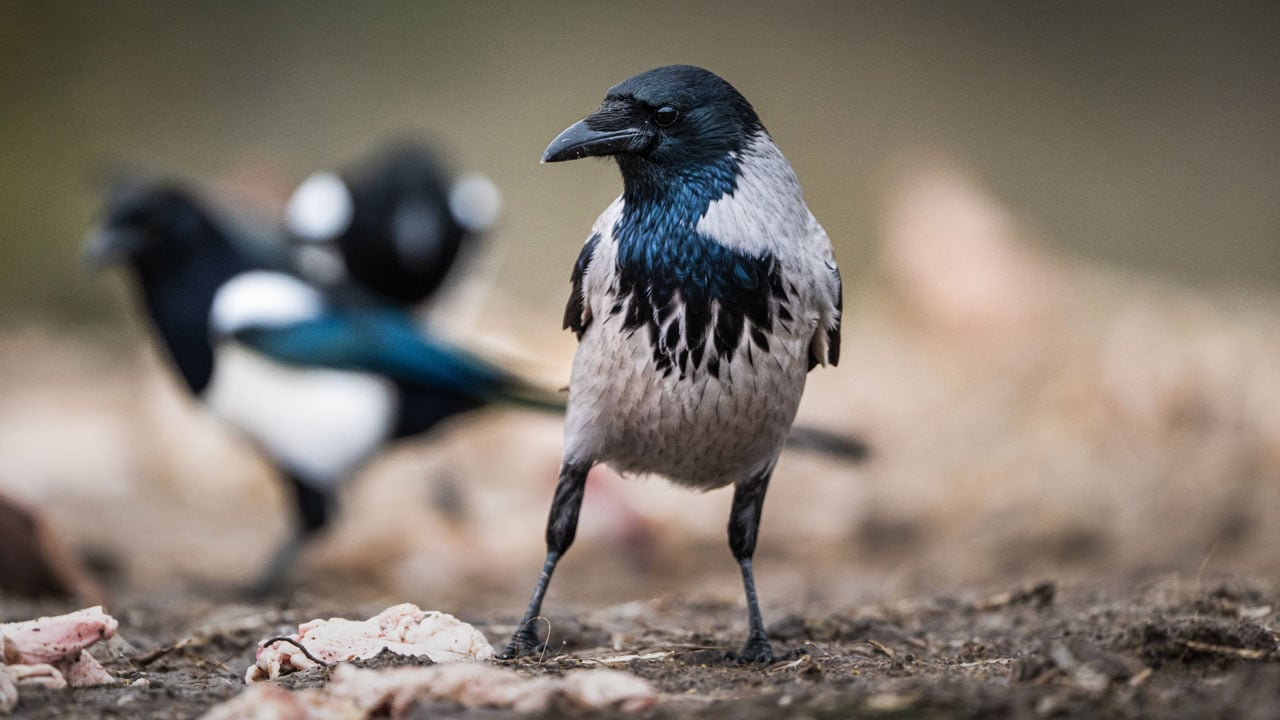 Foto - Görüntüler nefes kesiyor! Leşlerle dolu bu istasyona fotoğrafçılar akın ediyor