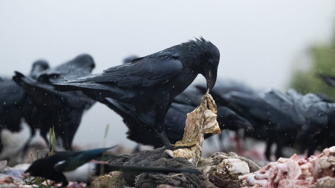 Foto - Görüntüler nefes kesiyor! Leşlerle dolu bu istasyona fotoğrafçılar akın ediyor