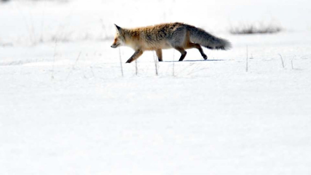 Foto - Görüntüler Sarıkamış'tan: Zorlu koşullarda hayatta kalma mücadelesi