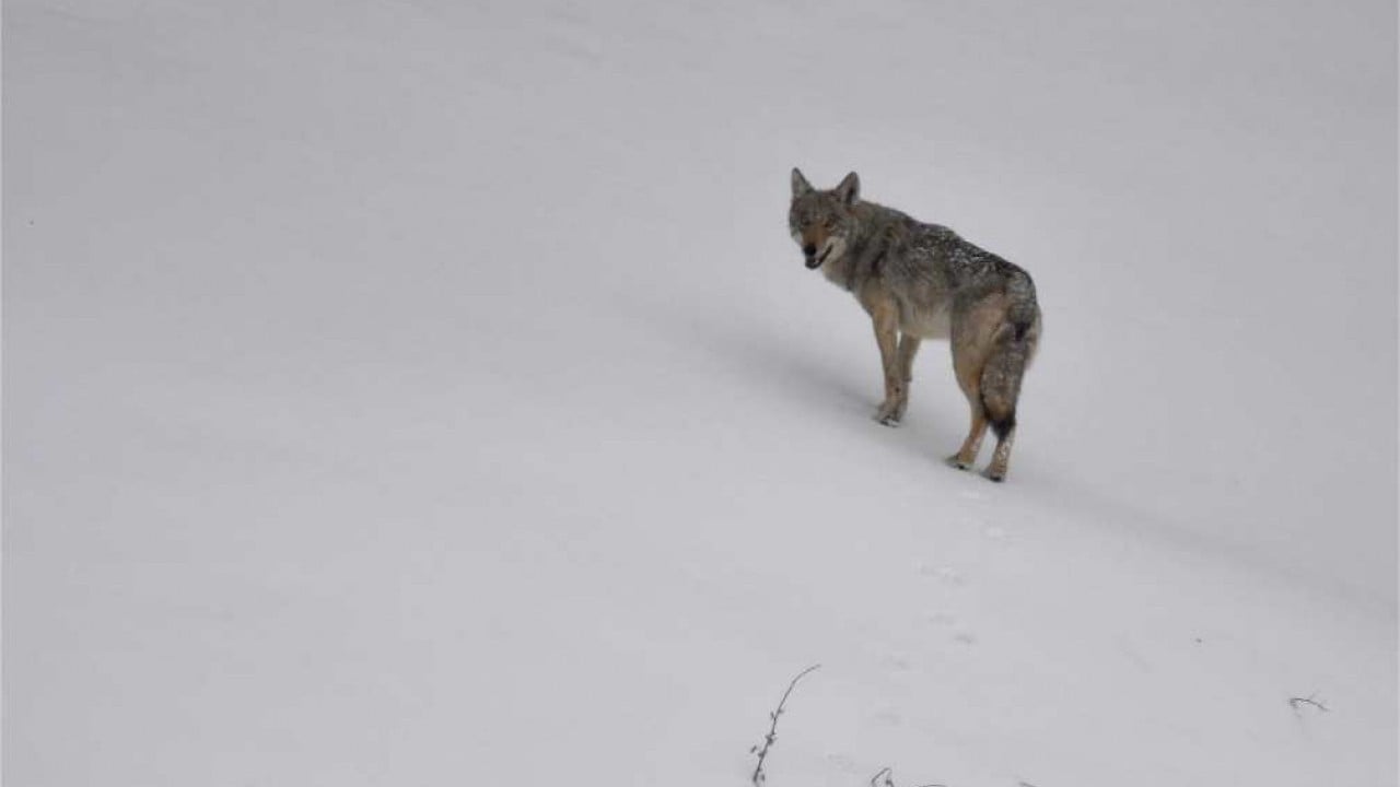 Foto - Görüntüler Sarıkamış'tan: Zorlu koşullarda hayatta kalma mücadelesi