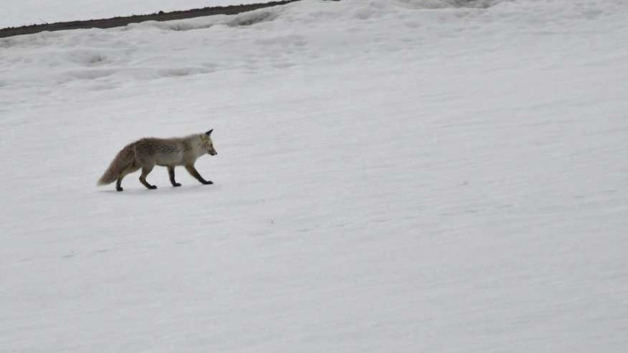 Foto - Görüntüler Sarıkamış'tan: Zorlu koşullarda hayatta kalma mücadelesi