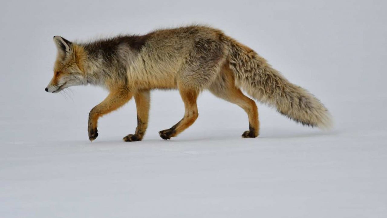Foto - Görüntüler Sarıkamış'tan: Zorlu koşullarda hayatta kalma mücadelesi