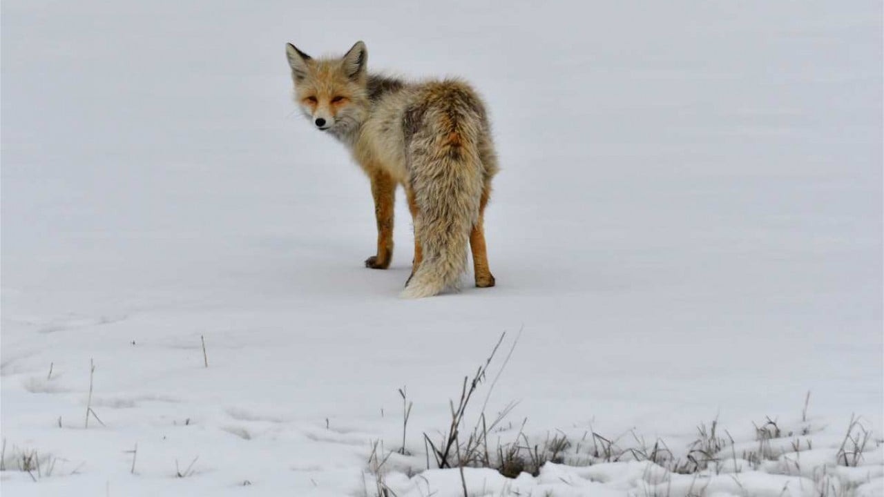 Görüntüler Sarıkamış'tan: Zorlu koşullarda hayatta kalma mücadelesi