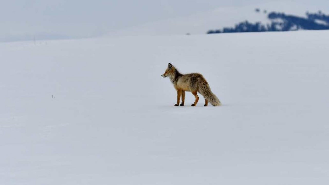 Foto - Görüntüler Sarıkamış'tan: Zorlu koşullarda hayatta kalma mücadelesi