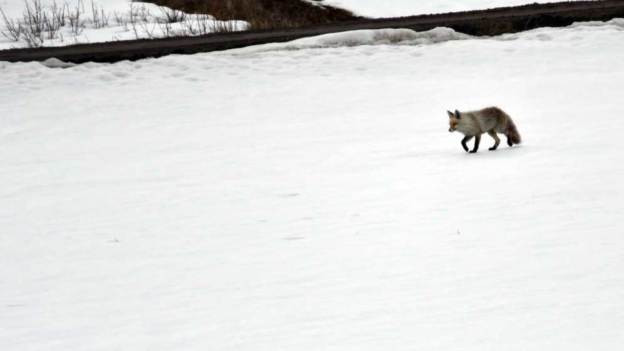 Foto - Görüntüler Sarıkamış'tan: Zorlu koşullarda hayatta kalma mücadelesi